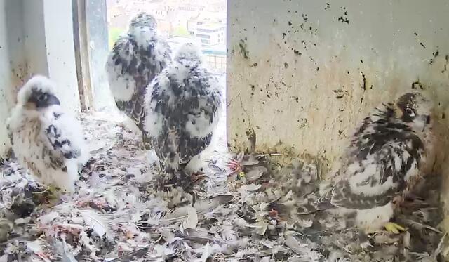 Die vier Falken am Freitag, 7. Mai. Derzeit kann man den Übergang vom 2. Dunenkleid zum Jugendkleid gut beobachten. | Foto: Screenshot: Lebensraum Burg