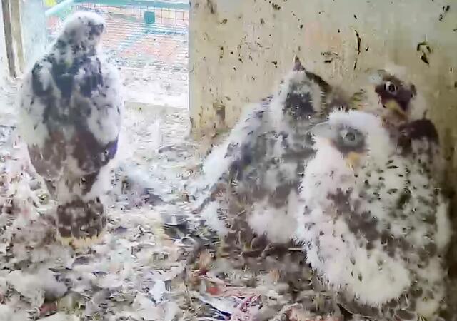 07.05.2021 | Foto: Screenshot: Lebensraum Burg