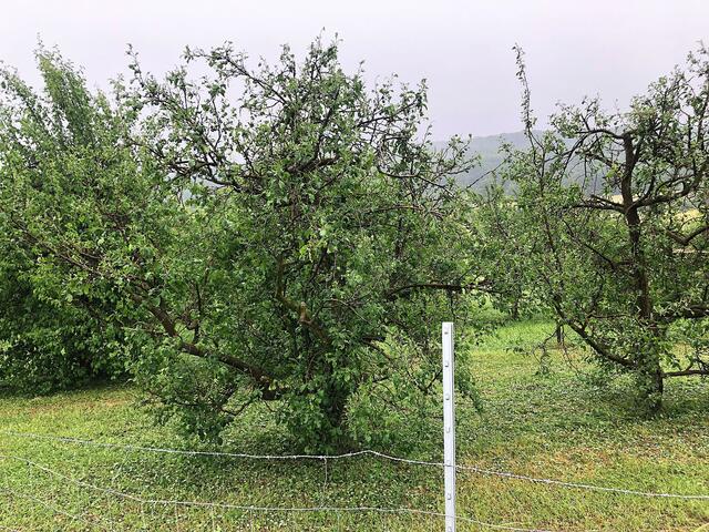 Verwüstete Baumkronen in Obstanlagen zwischen Mittel- und Oberehrenbach | Foto: Matthias Tauber