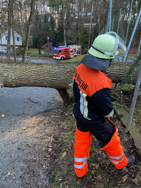 Eine starke Eiche wurde in Neunhof vom Wind umgerissen. | Foto: Feuerwehr Neunhof