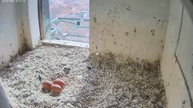 Seit Dienstag, 1. März, sieht man 3 Eier in der Bruthöhle.  | Foto: www.lebensraum-burg.de
