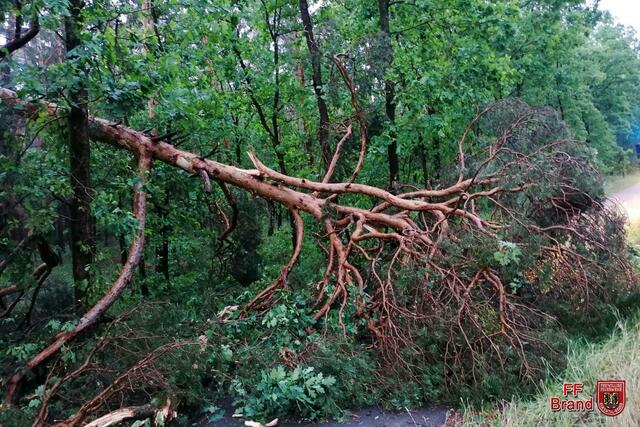 Der Radweg entlang des Wehrwiesenweges war durch einen Baum blockiert. | Foto: FW Brand