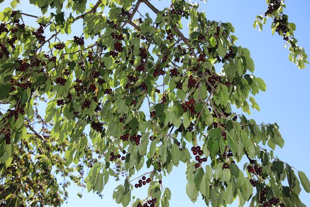 Foto: Andreas Unbehaun