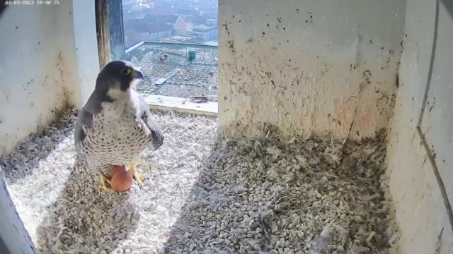 01.03.2023
Das zweite Ei | Foto: Screenshot: lebensraum-burg.de