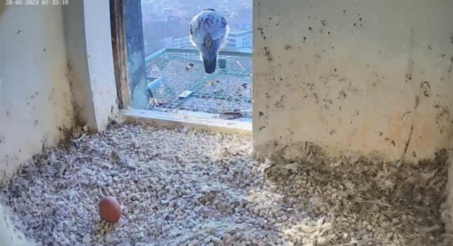 28.02.2023
Das erste Ei der Brutsaison 2023 | Foto: Screenshot: lebensraum-burg.de