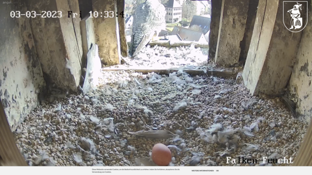 03.03.2023 Im Turm der katholischen Kirche in Feucht liegt bereits ein Wanderfalken-Ei. | Foto: Webcam Feucht