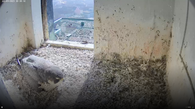 03.03.2023 
Seit  heute bebrütet das Weibchen auf der Kaiserburg drei Eier. | Foto: Screenshot: lebensraum-burg.de