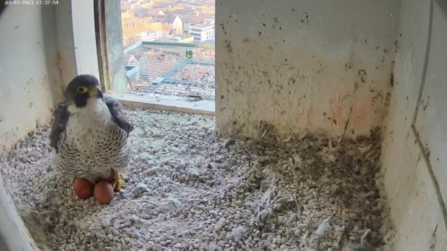 03.03.2023
Drei Eier befinden sich schon im Gelege. Ob noch ein viertes dazu kommt? | Foto: Screenshot: lebensraum-burg.de