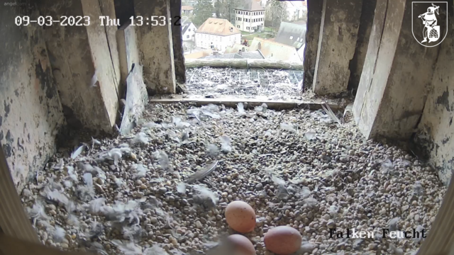 09.03.2023
Seit Donnerstag sind drei Eier im Feuchter Gelege erkennbar. | Foto: Webcam Feucht