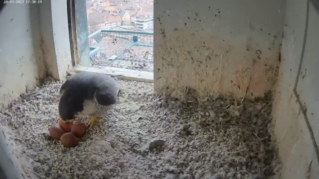 10.03.2023
Da waren es vier. | Foto: Screenshot: www.lebensraum-burg.de