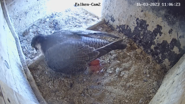 16.03.2023
Auch in Coburg liegt seit heute ein Ei. | Foto: Screenshot: Webcam LBV Coburg