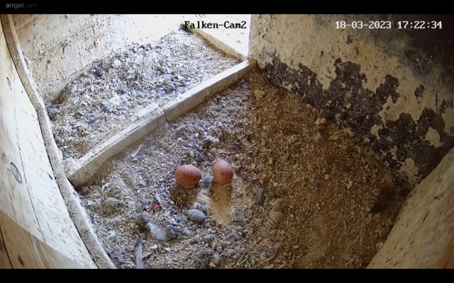 18.03.2023
Seit heute liegen zwei Eier im Coburger Gelege. | Foto: Webcam: LBV Coburg