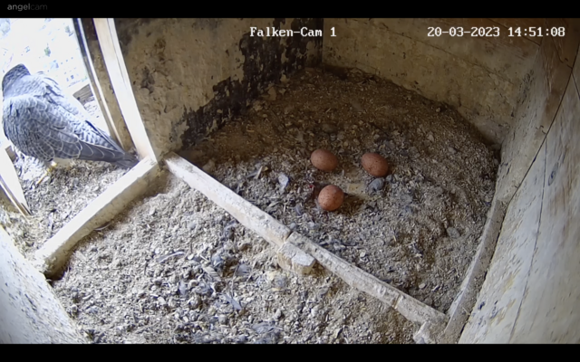 20.03.2023
Seit Montagmorgen befinden sich 3 Eier im Coburger Gelege. | Foto: Webcam: LBV Coburg