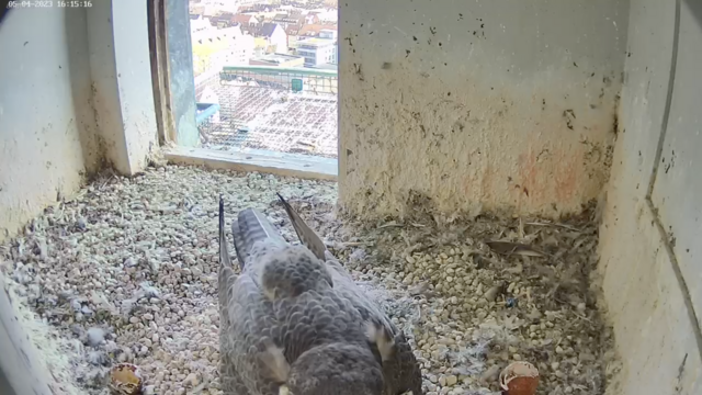 05.04.2023
Am Mittwochnachmittag sind deutlich zwei leere Eierschalen im Gelege zu erkennen. Das würde bedeuten, das zwei Küken an einem Tag geschlüpft sind. | Foto: Screenshot: www.lebensraum-burg.de