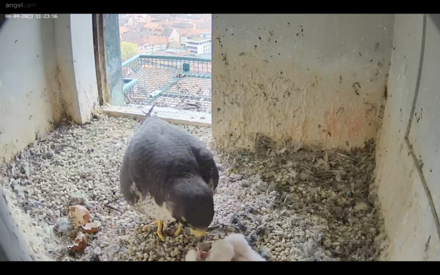 08.04.2023
Am Ostersamstag waren es dann vier. Unten am Bildrand kann man die kleinen weißen Küken erkennen. | Foto: Screenshot: lebensraum-burg.de