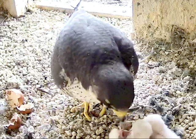 08.04.2023 | Foto: Screenshot: lebensraum-burg.de