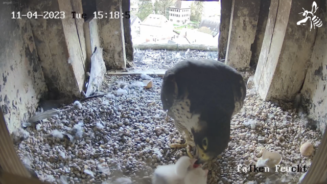 11.04.2023
In Feucht warten seit Ostern zwei flauschige Küken darauf, gefüttert zu werden. | Foto: Webcam Feucht