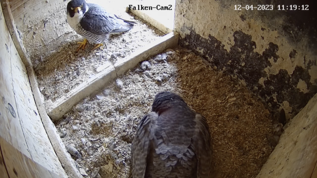 12.04.2023
In Coburg warten die Wanderfalken-Eltern immer noch auf den Schlupf der Küken. Solange wird noch fleißig weitergebrütet. | Foto: Webcam LBV Coburg