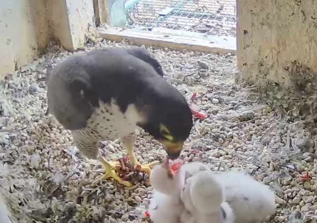 12.04.2023
Alle vier Küken im Nürnberger Wanderfalken-Gelege fressen eifrig und werden von Tag zu Tag größer. | Foto: Screenshot: lebensraum-burg.de