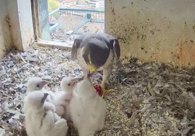 17.04.2023
Die vier jungen Wanderfalken in Nürnberg werden von Tag zu Tag größer. | Foto: Screenshot: lebensraum-burg.de