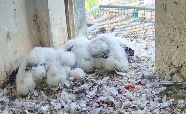 27.04.2023
Seit Mittwoch, 26.04.2023, sind die vier Nürnberger Jungfalken beringt. | Foto: Screenshot: lebensraum-burg.de
