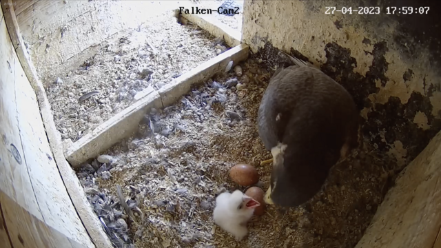 27.04.2023
In Coburg wird ein Küken gefüttert. | Foto: Webcam LBV Coburg