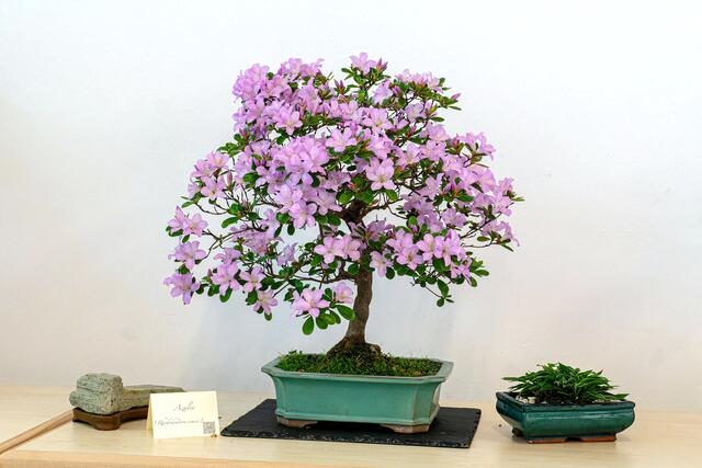 Foto: Foto: Georg Heck