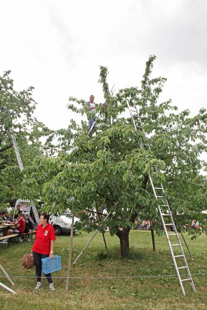 So weit oben hängen die süßen Früchte – über den Köpfen der Festbesucher. | Foto: Foto: Uwe Rahner