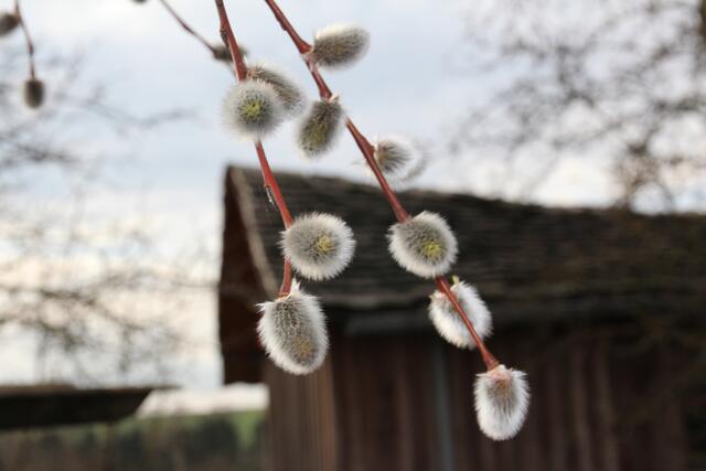 Die ersten Palmkätzchen in der Kalchreuther Flur | Foto: Georg Heck