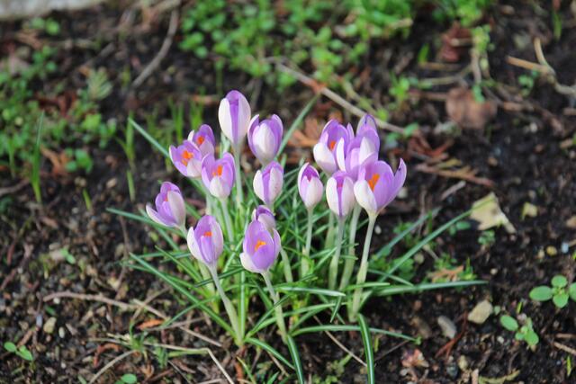 Krokusse im Garten schon am 16. Februar | Foto: Georg Heck