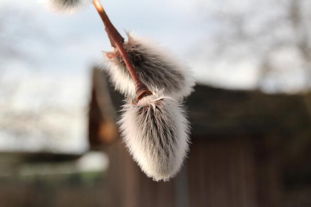Die ersten Palmkätzchen in der Kalchreuther Flur | Foto: Georg Heck