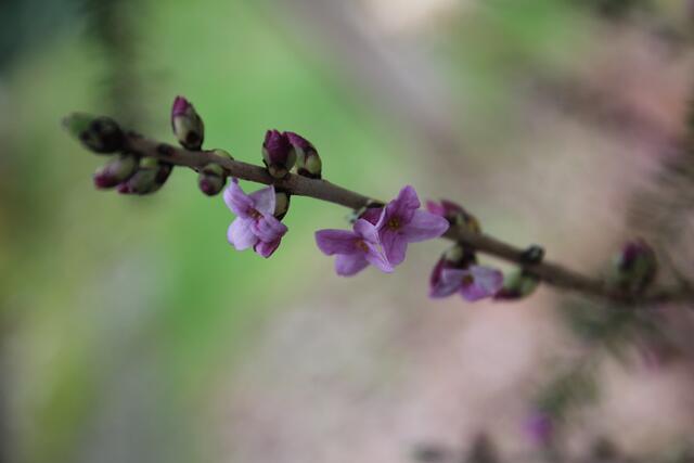 Seidelbast im Garten | Foto: Georg Heck