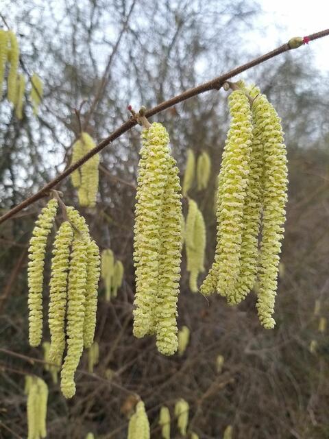 Die „Haselkätzchen” zeigen den Vorfrühling an. | Foto: Georg Heck