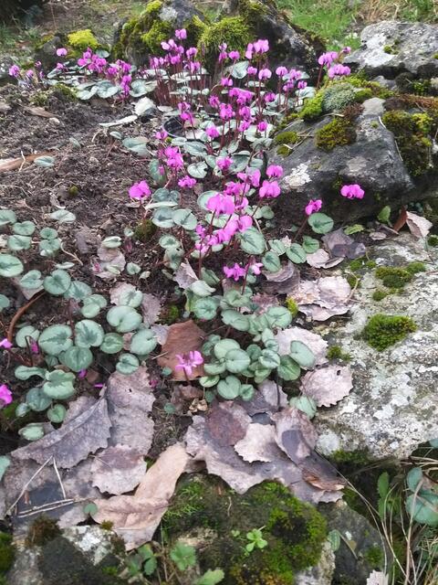 Alpenveilchen im Garten | Foto: Georg Heck