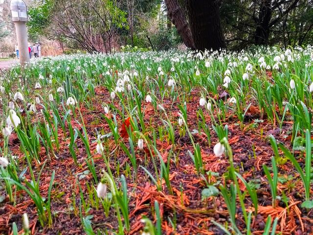 Schneeglöckchen im Botanischen Garten Erlangen | Foto: Georg Heck