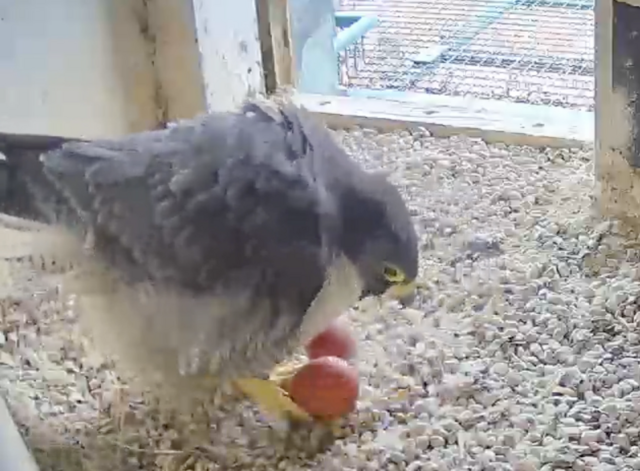 Seit Dienstagvormittag liegen zwei Eier im Nest | Foto: www.lebensraum-burg.de