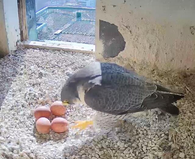 Die Sonne hilft beim Brüten. Vier Eier liegen im Gelege der Wanderfalken auf der Nürnberger Burg. | Foto: www.lebensraum-burg.de