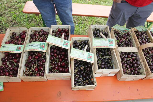 So viele Kirschensorten bekommt man sonst nirgendwo auf einmal zu Gesicht – und zu probieren. | Foto: Uwe Rahner