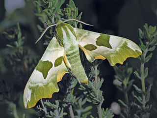 Nachtfalter Spinner und Schwärmer H-J-Köhler-J-Weidemann+