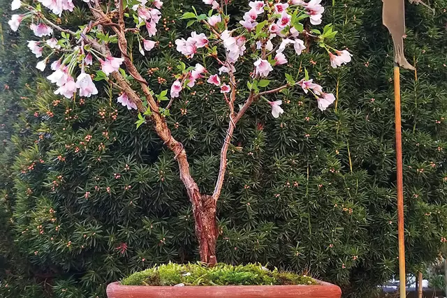 Bonsai-Freude: Am 28. Februar blühte die Märzkirsche (Fujikirsche, Japanische Zierkirsche). Wegen des binnen drei Jahren sichtbaren Erfolges ist sie ein empfehlenswertes und preiswertes Beispiel für Hobby-Einsteiger. | Foto: Georg Heck