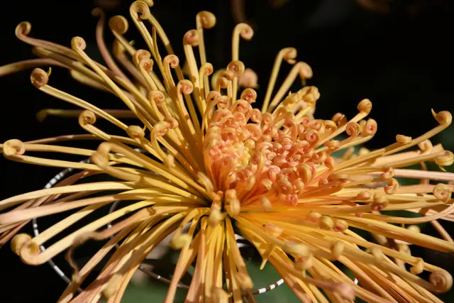 Chrysantheme: eine stilisierte goldene Chrysanthemenblüte dient als nationales und kaiserliches Siegel Japans. Der japanische Kaiserthron wird daher auch als Chrysanthementhron bezeichnet. | Foto: Dr. Manfred Schildknecht
