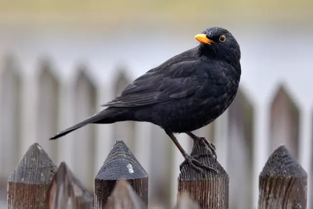 Amsel auf Gartenzaun | Foto: Bock Wolfgang - LBV Bildarchiv