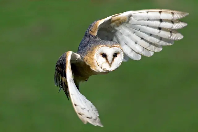 Schleiereule im Flug | Foto: Hans Clausen - LBV Bildarchiv