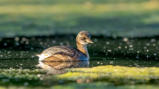 Zwergtaucher | Foto: Ansgar Forster - LBV Bildarchiv