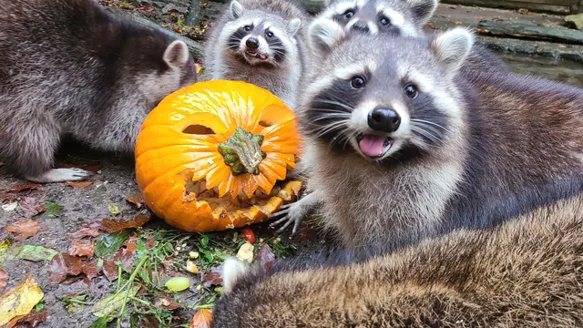 Am 28. September lädt der Wildpark herzlich zum 9. Großen Herbstfest ein – ein buntes Erlebnis für Groß und Klein! | Foto: Landkreis Forchheim