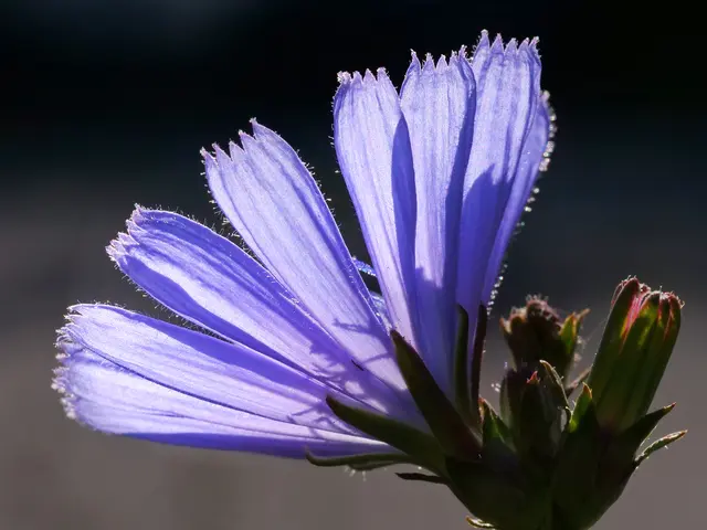 Im Gegenlicht erstrahlen die blauen, gezackten Blütenblätter, welche schon in der Vorzeit die Phantasie angeregt haben: Hatte ein junges Mädel die Blüte unter ihr Kopfkissen gelegt, erschien ihr im Traum ihr Bräutigam. | Foto: Walter Hufnagel
