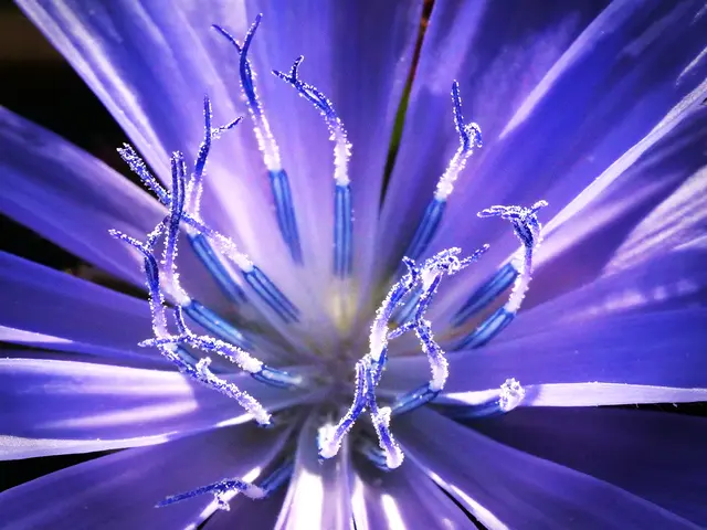 Bei der Zungenblüte befinden sich Staubbeutel (männlich) und Stempel (weiblich) an einem gemeinsamen Aufbau. | Foto: Walter Hufnagel