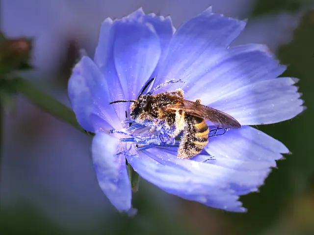 Ein Schlaraffenland für die Gelbbindige Furchenbiene | Foto: Walter Hufnagel