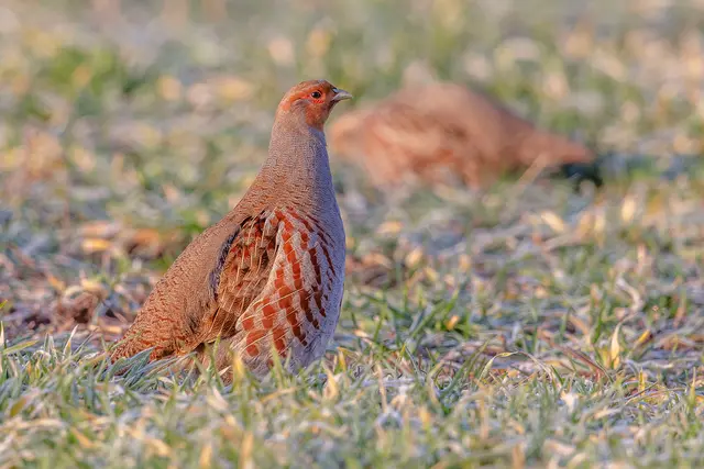 Das Rebhuhn ist Vogel des Jahres 2026 und steht für mehr Vielfalt auf Feldern. | Foto: Gunther Zieger – LBV Bildarchiv
