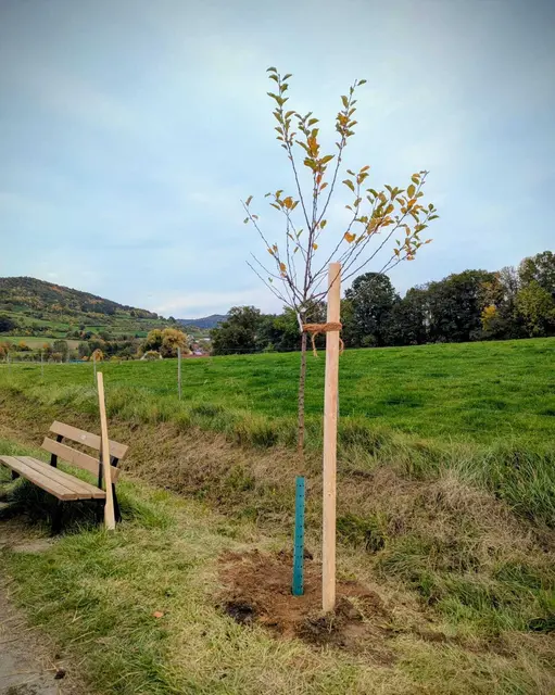 Der Apfelbaum steht. | Foto: Monika Finkes